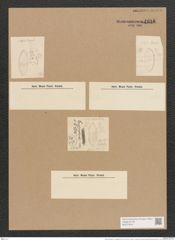 Nitzschia littoralis var. bengalensis Grun. (de-Toni-Nr.: Genus 47, Species 2032) Zeichnungen Sammlung Grunow Nr. 4016 (NHMW-BOT-W0371819)